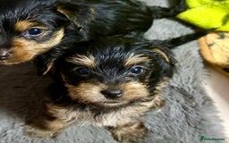 Yorkshire Terrier dogs for sale: Miniature Yorkshire terrier puppies  - Image 10