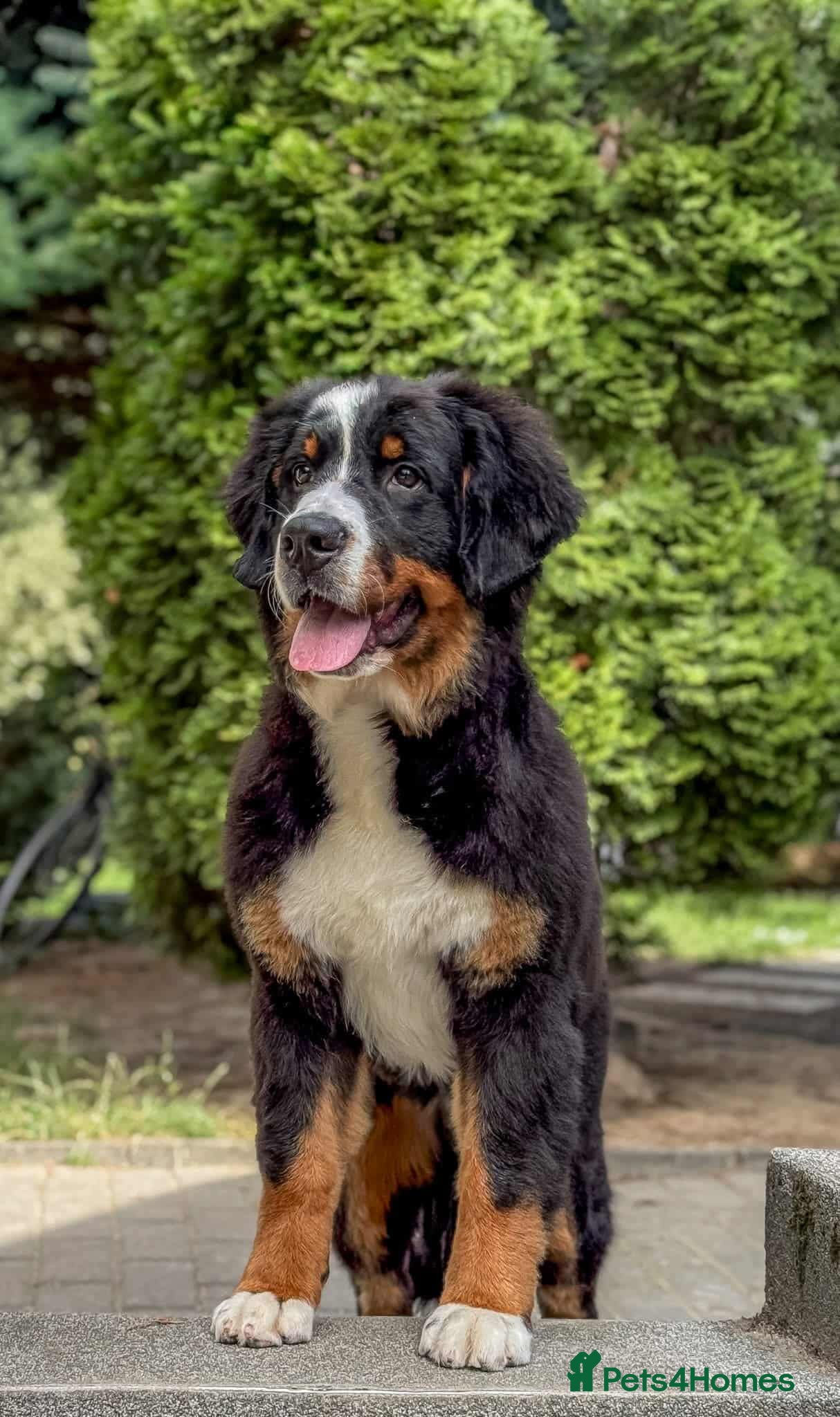 Bernese Mountain Dog dogs 9 months old female bmd for sale - Advert 17