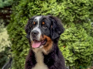 Bernese Mountain Dog dogs 9 months old female bmd for sale - Advert 1