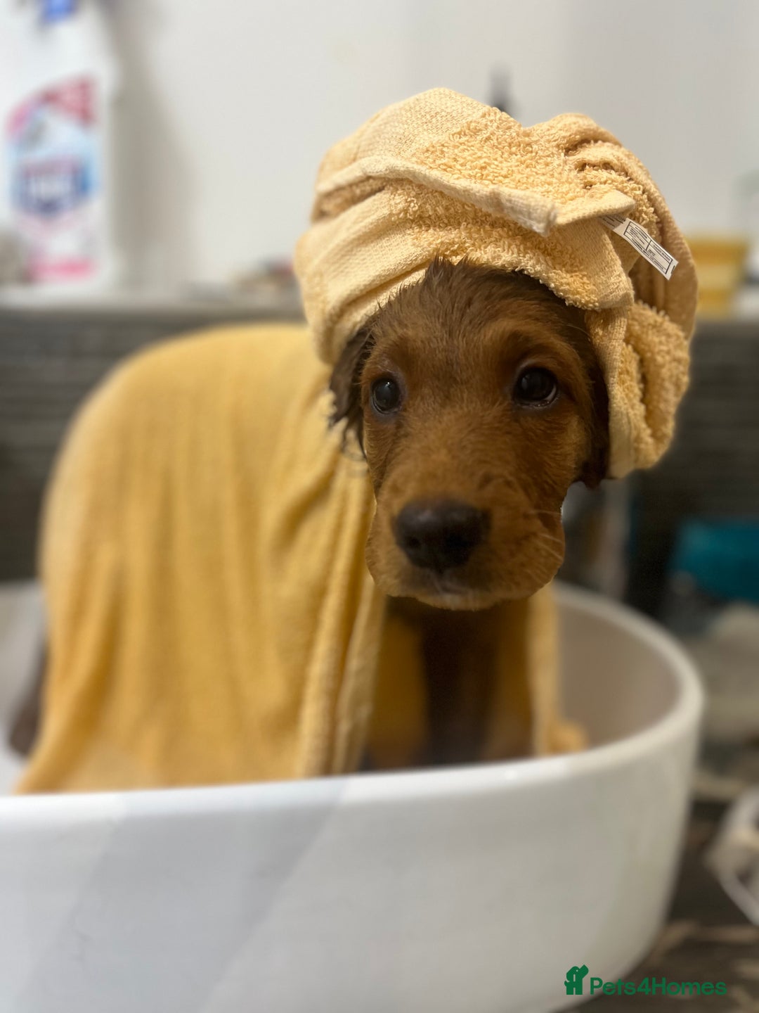 Mixed Breed dogs for sale: 1 female puppy left - Beautiful Goldendoodle cross - Image 8