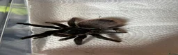 Tarantulas invertebrates for sale: 4 Female Tarantula  - Advert 3