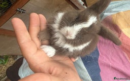 Mini Lop rabbits for sale: Mini lop - Image 21