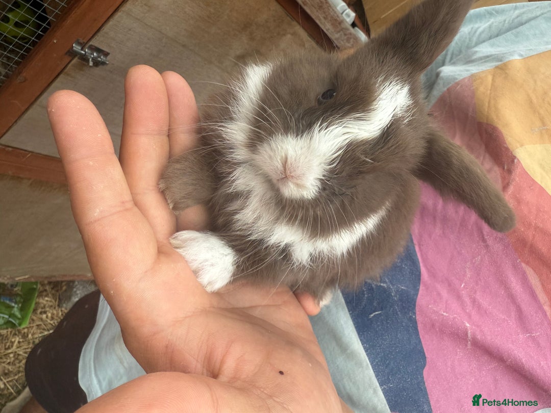 Mini Lop rabbits for sale: Mini lop - Image 21