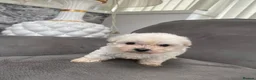 Maltipoo dogs for sale: Multipoo - Advert 6