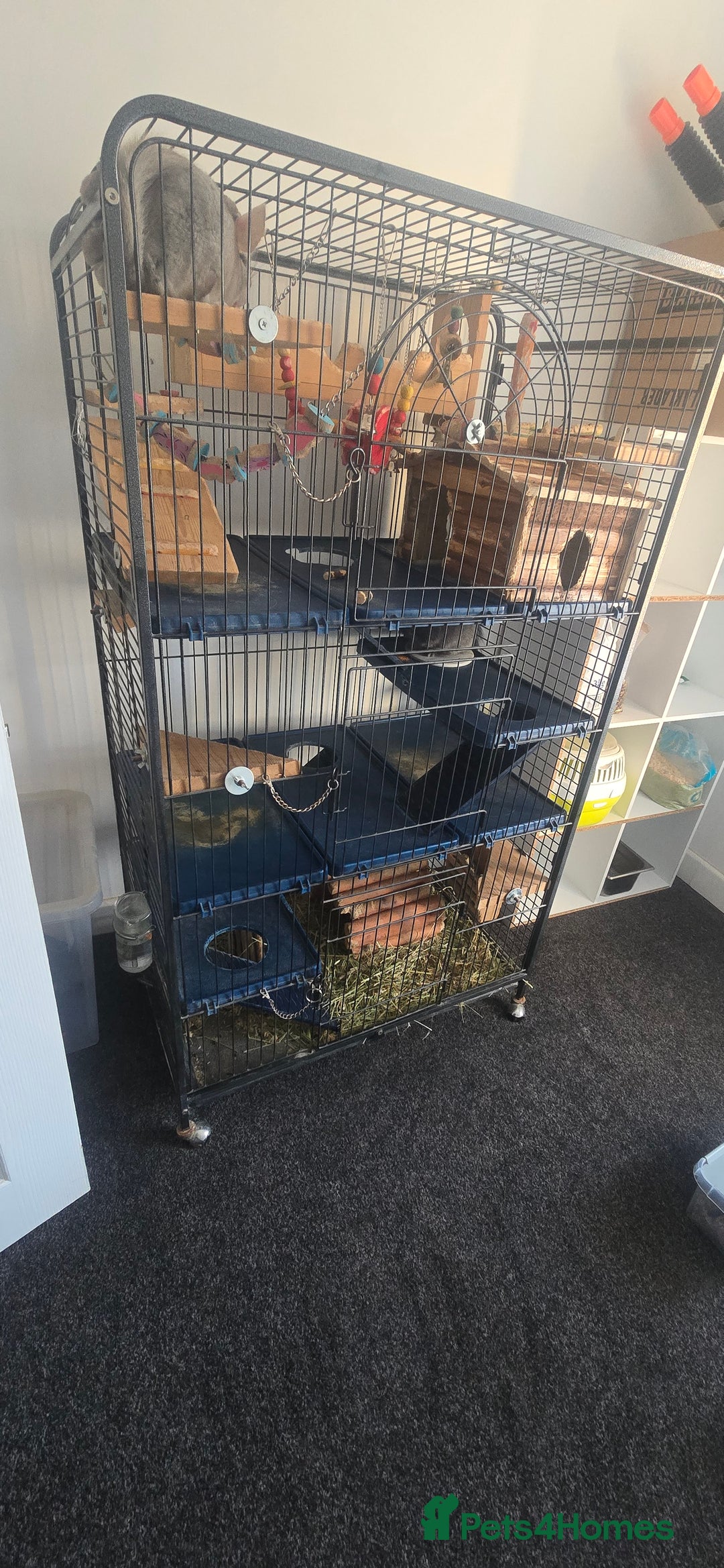 Chinchilla rodents for sale: 2 Female Chinchillas - Image 3