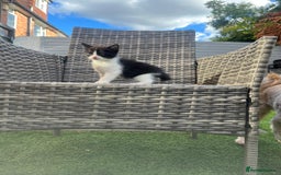 British Shorthair cats for sale: 3 British shorthair kittens  - Image 18