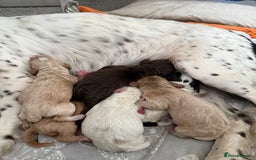 Cocker Spaniel dogs for sale: 4 beautiful cocker spaniels  - Image 8