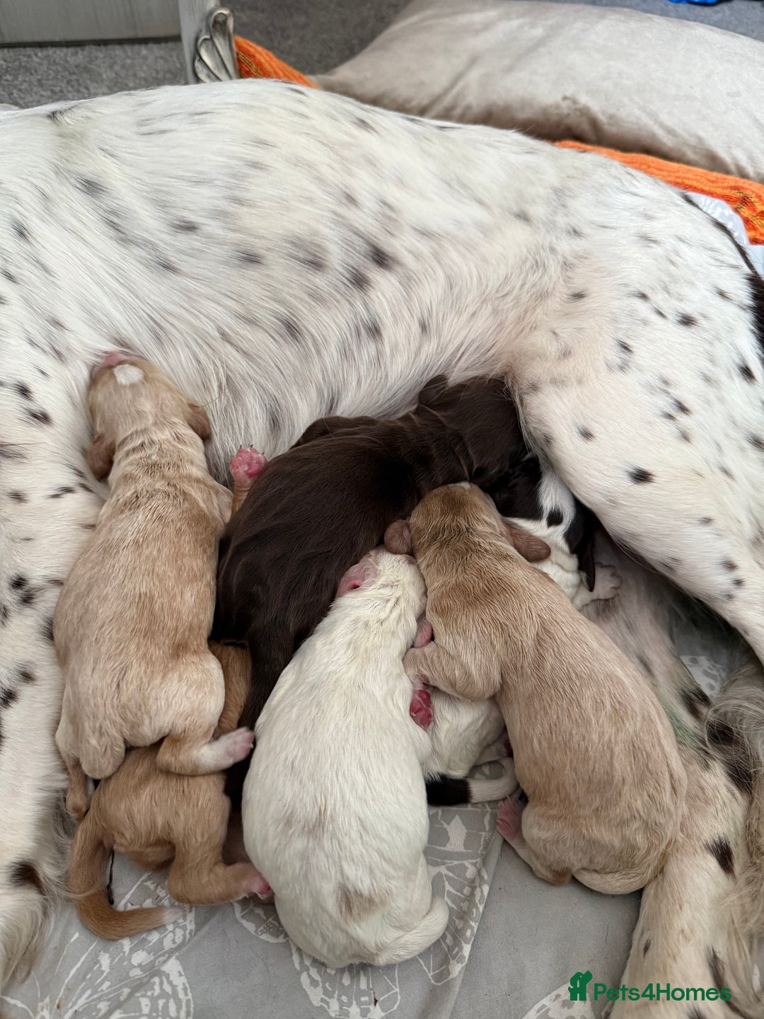 Cocker Spaniel dogs for sale: 4 beautiful cocker spaniels  - Image 8