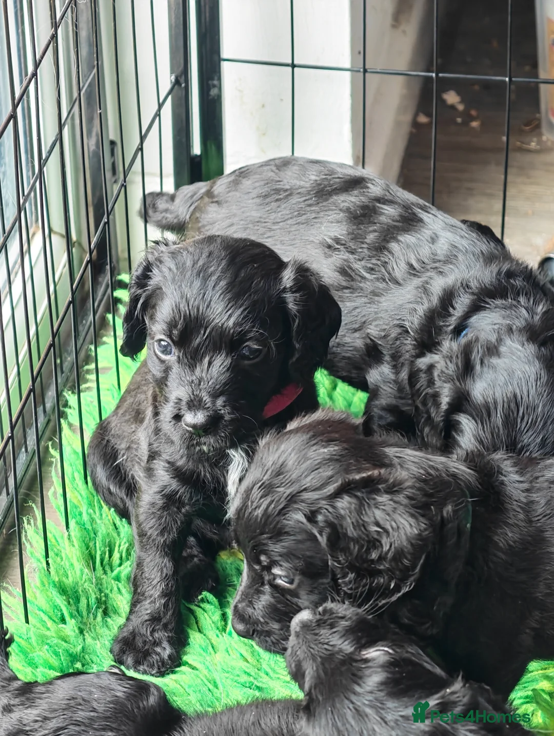 Mixed Breed dogs for sale: Bedlington whippet x cocker spaniel  - Advert 1
