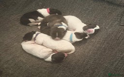 Akita dogs for sale: Quality Family Raised American Akita Puppies - Image 20