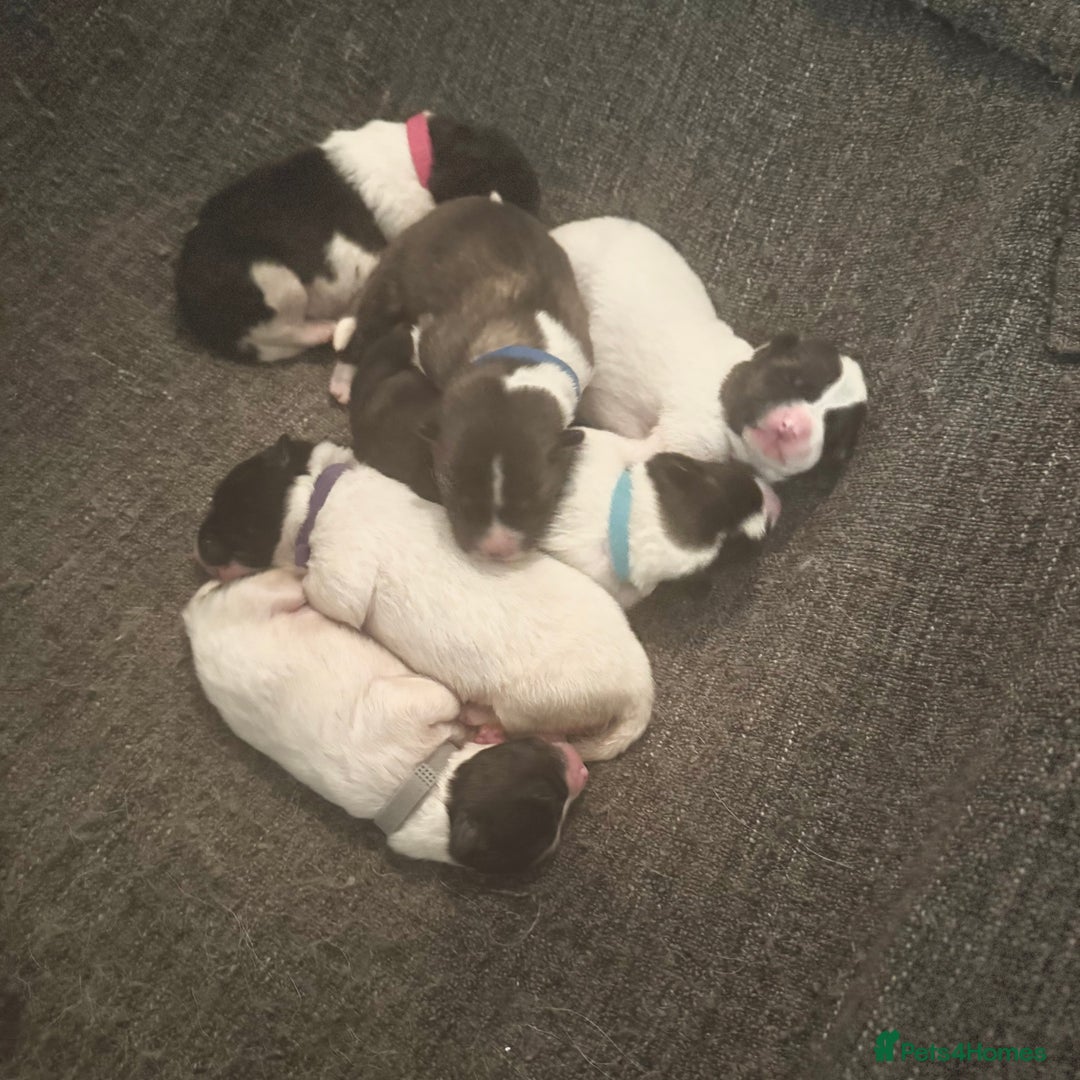 Akita dogs for sale: Quality Family Raised American Akita Puppies - Image 20