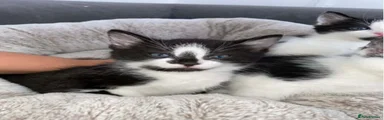 Domestic Shorthair 2