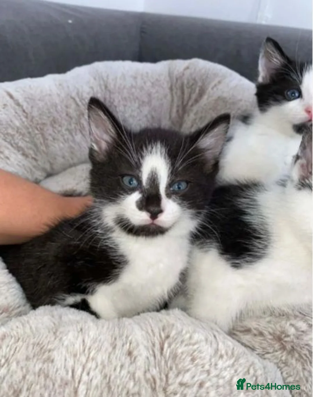 Domestic Shorthair cats for sale: Domestic short hair cats  - Advert 3