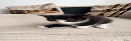Mixed Breed cats for sale: Playful & Cuddly Kittens – Ready 1 November - Advert 2