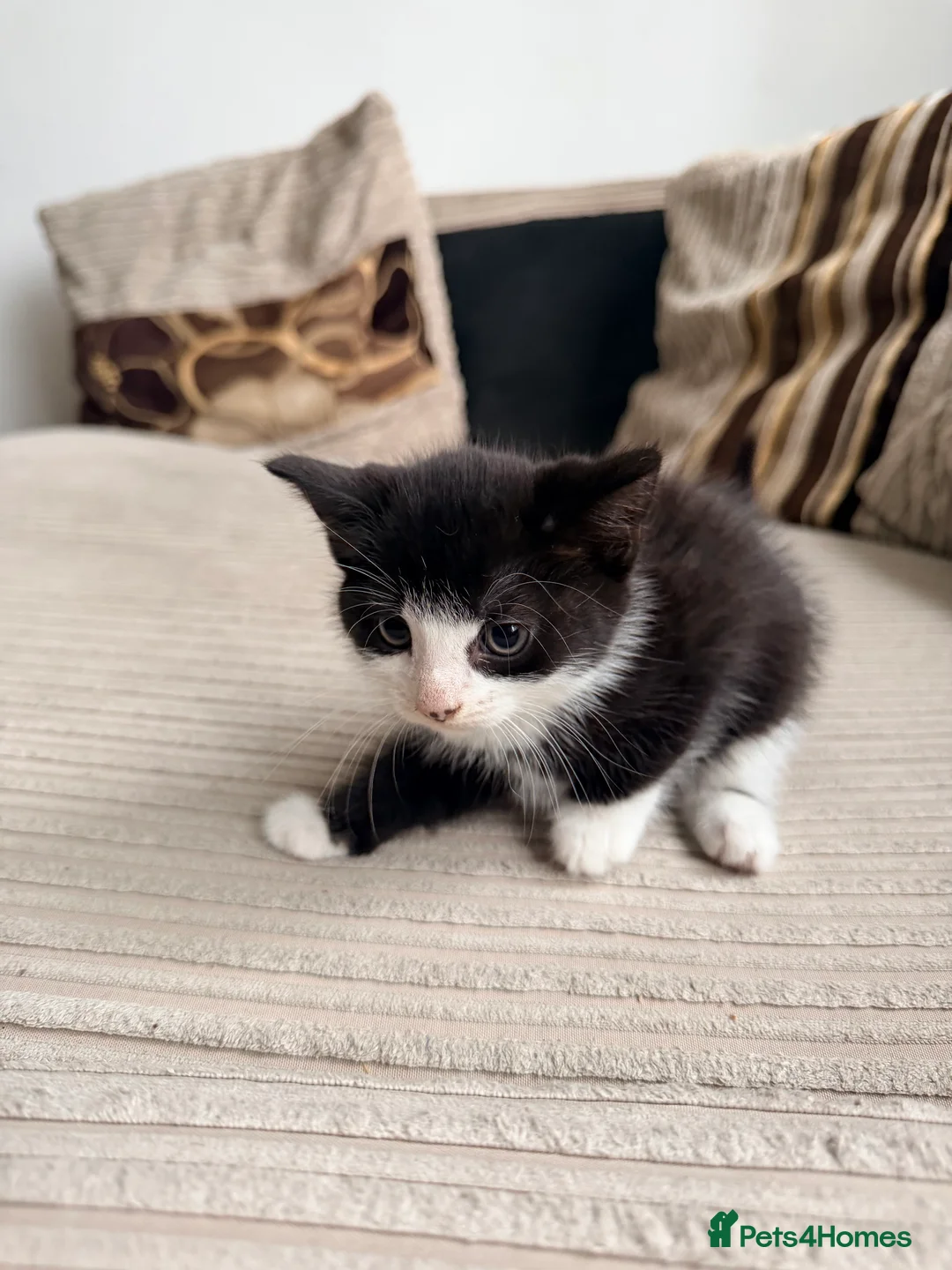 Mixed Breed cats for sale: Playful & Cuddly Kittens – Ready 1 November - Advert 2