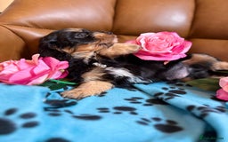 Cavapoo dogs for sale: Ruby &black n tan boys and girls  - Image 10