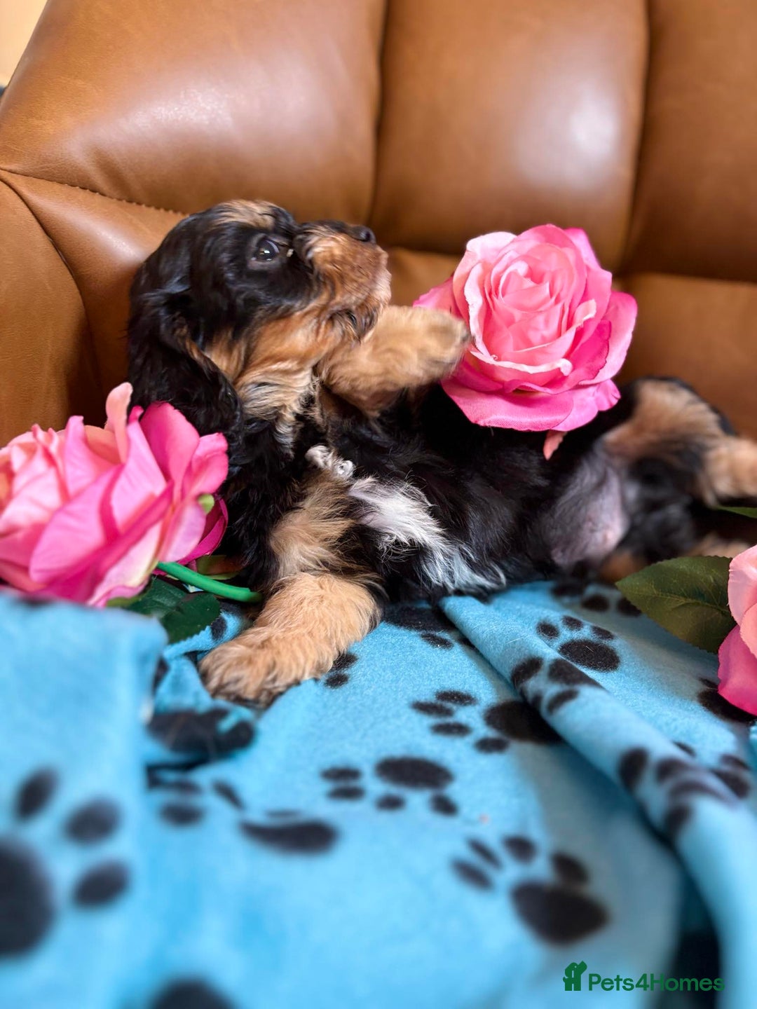 Cavapoo dogs for sale: Ruby &black n tan boys and girls  - Image 10