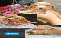 Cockapoo dogs for sale: Stunning F1 cockapoo puppies  - Image 3