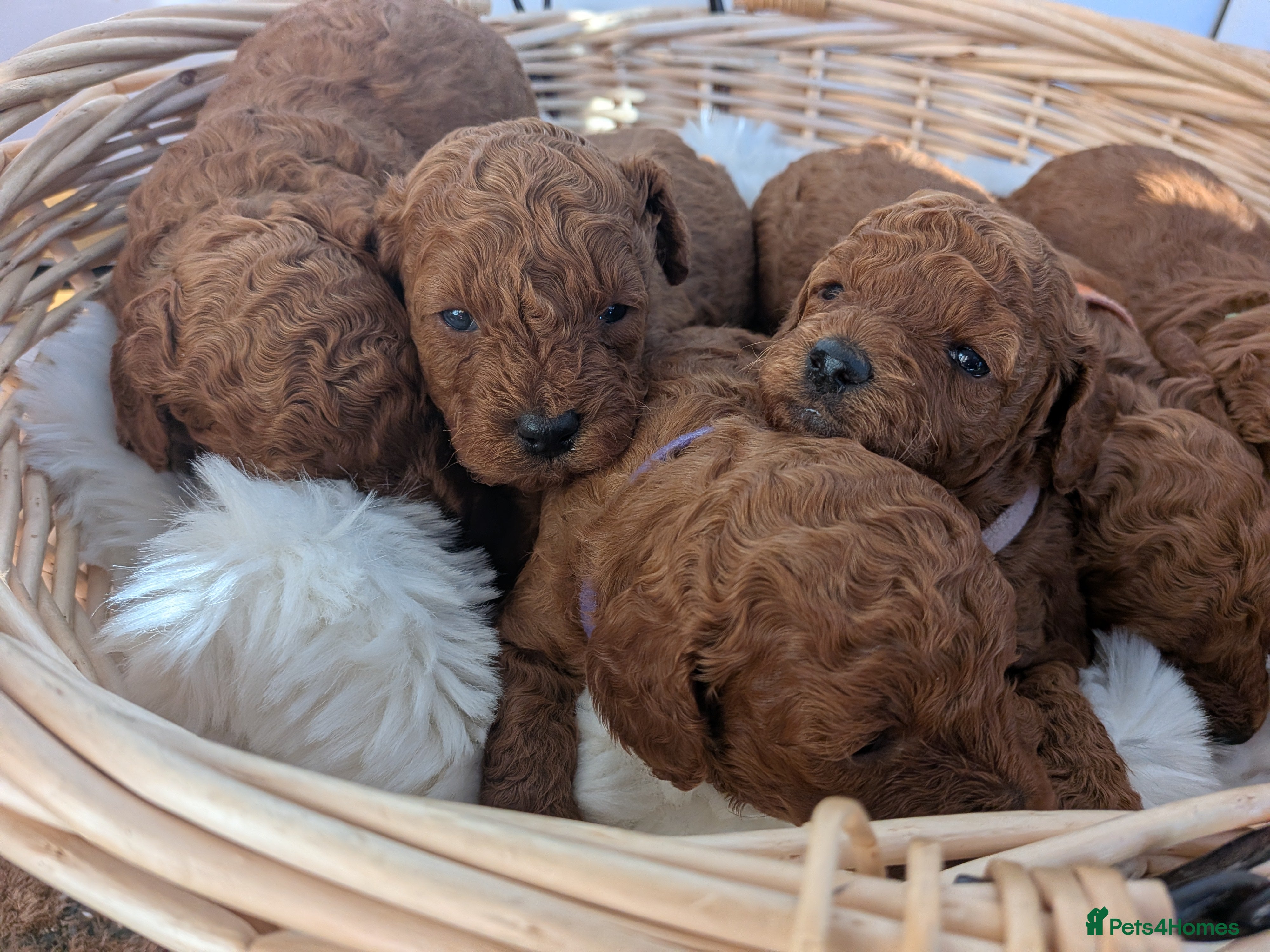 Miniature Poodle dogs Prestine pedigree poodles - Advert 3