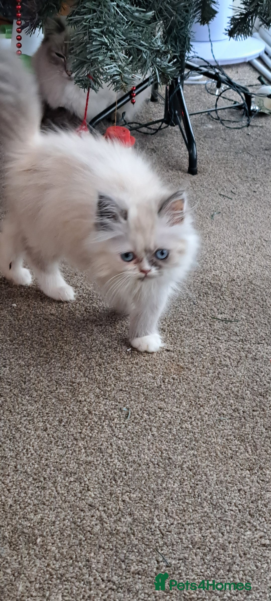 Ragdoll cats for sale: 2 ragdoll cross persian kittens - Advert 14