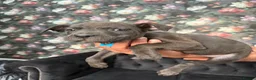 Staffordshire Bull Terrier dogs for sale: Staffordshire bullterrier puppies  in Birmingham - Advert 16