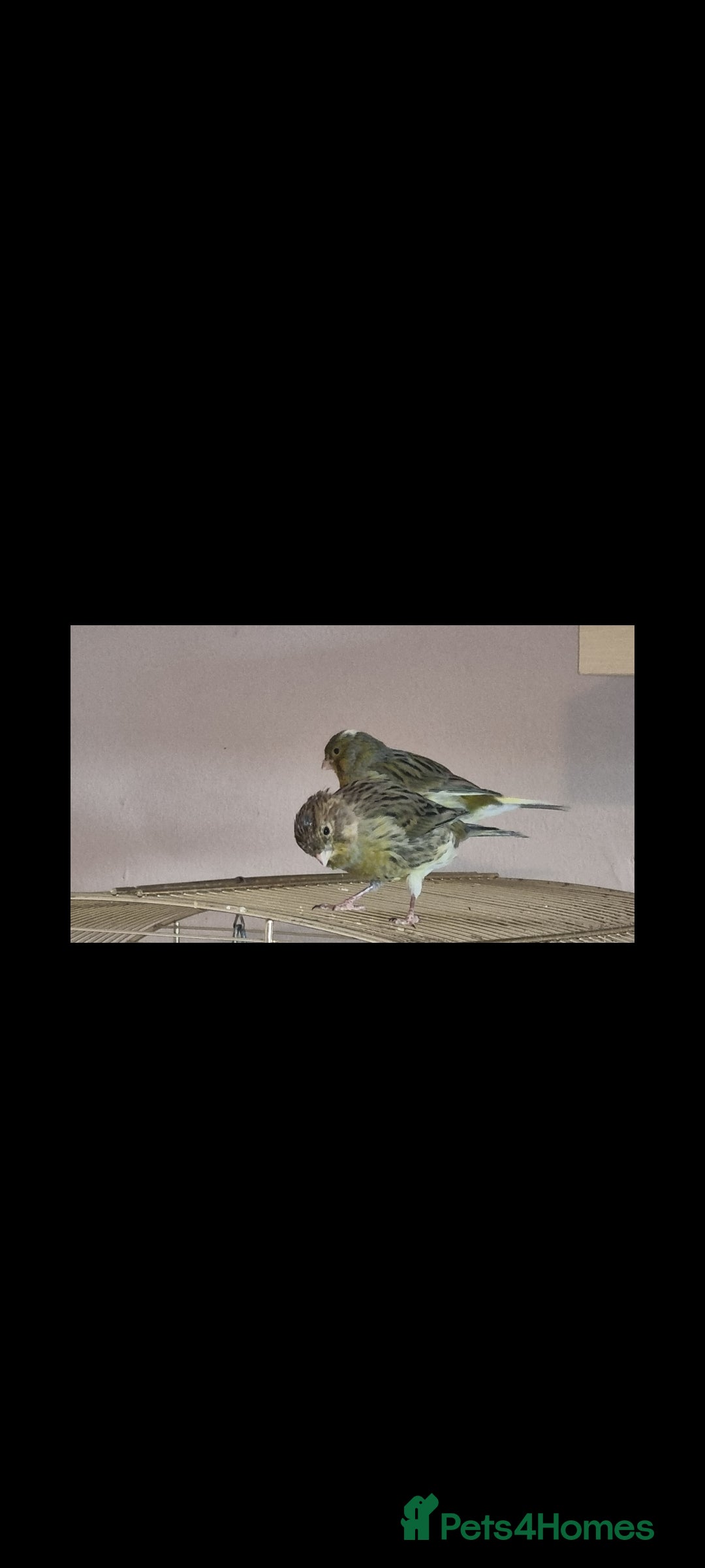 Canaries birds for sale: Two Canary Birds for sale, £20 each - Image 17