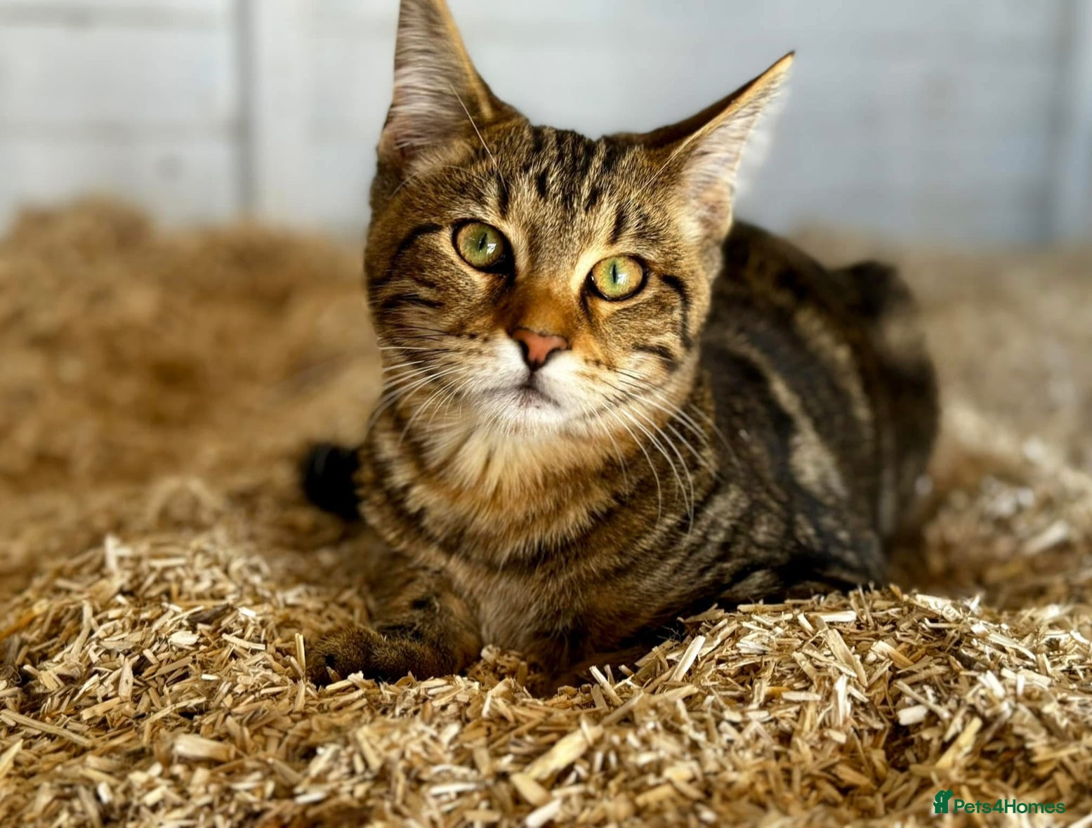 Bengal cats 2 year old Bengal x Maine Coon Queen - Advert 4