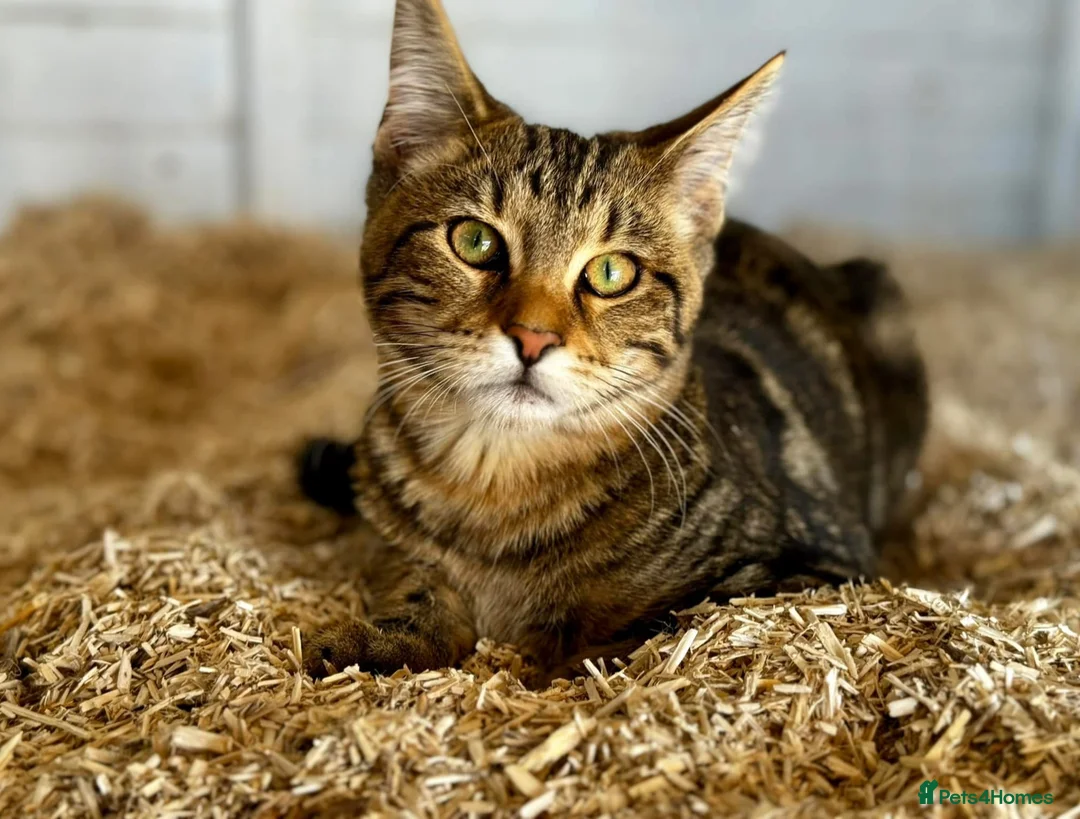 Bengal cats for sale: 2 year old Bengal x Maine Coon Queen - Advert 1