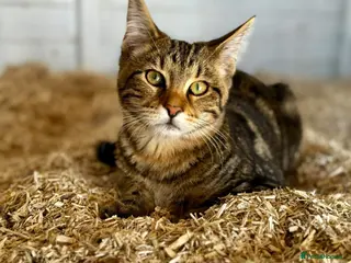 Bengal cats 2 year old Bengal x Maine Coon Queen - Advert 4