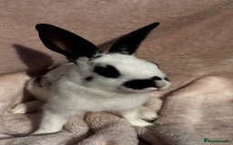 Mixed Breed rabbits for sale: A litter Of Stunning Babies Available to Reserve - Image 4