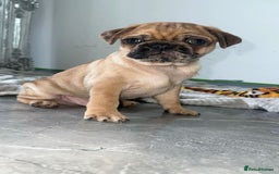 Pug dogs for sale: PUG PUPPYS READY TO GO !!!! - Advert 12