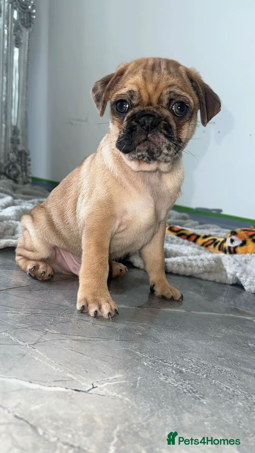 Pug dogs for sale: PUG PUPPYS READY TO GO !!!! - Advert 12