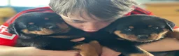 Rottweiler dogs for sale: KC registered rottweiler puppies - Advert 6