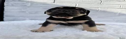 Olde English Bulldogge dogs for sale: Champion Sired Health Tested OEB puppies - Advert 16