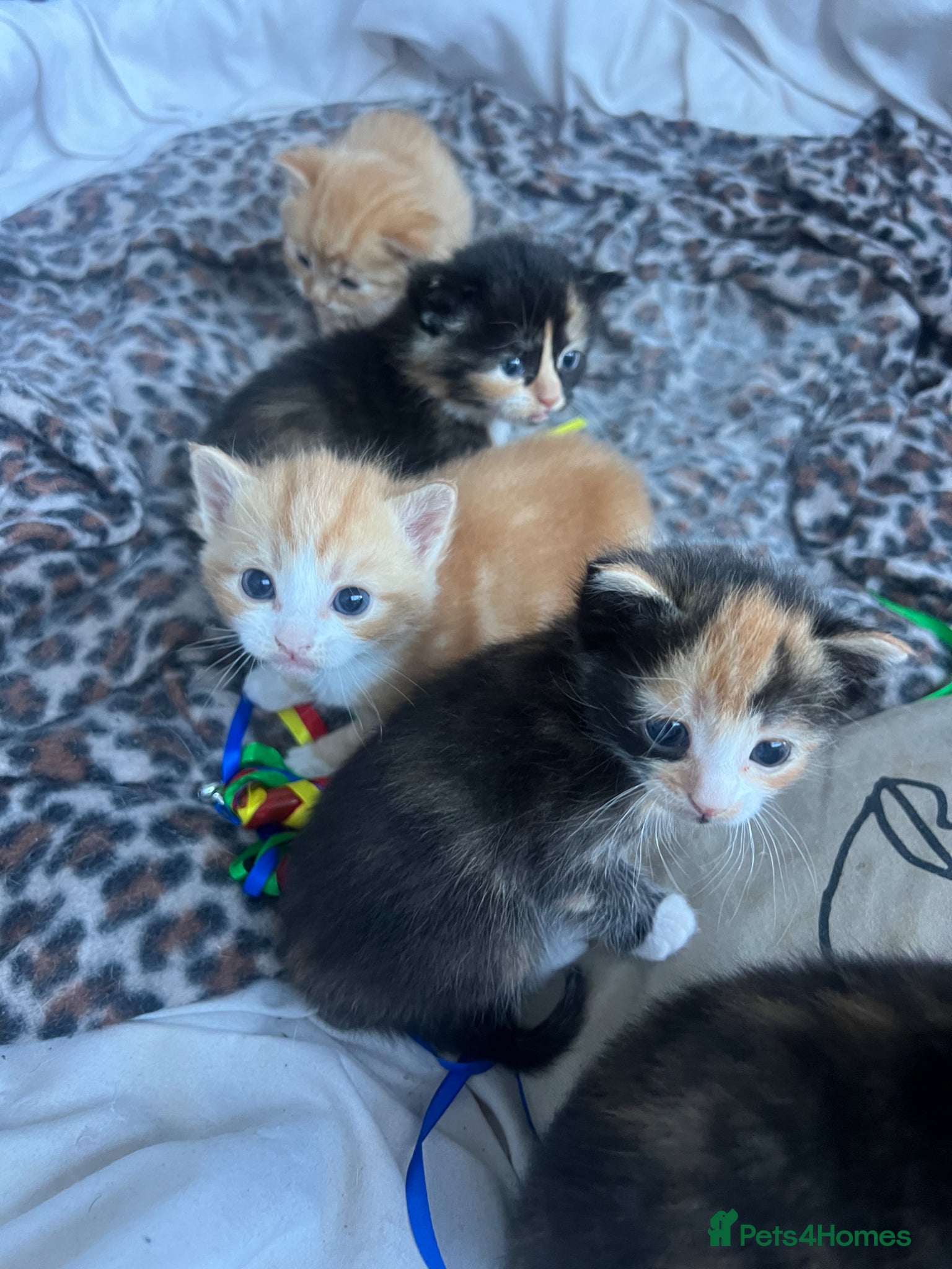 Mixed Breed cats Beautiful 6 Kittens - Advert 1