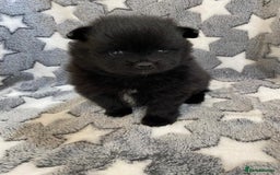 Pomeranian dogs for sale: Pomeranian puppies - Image 25