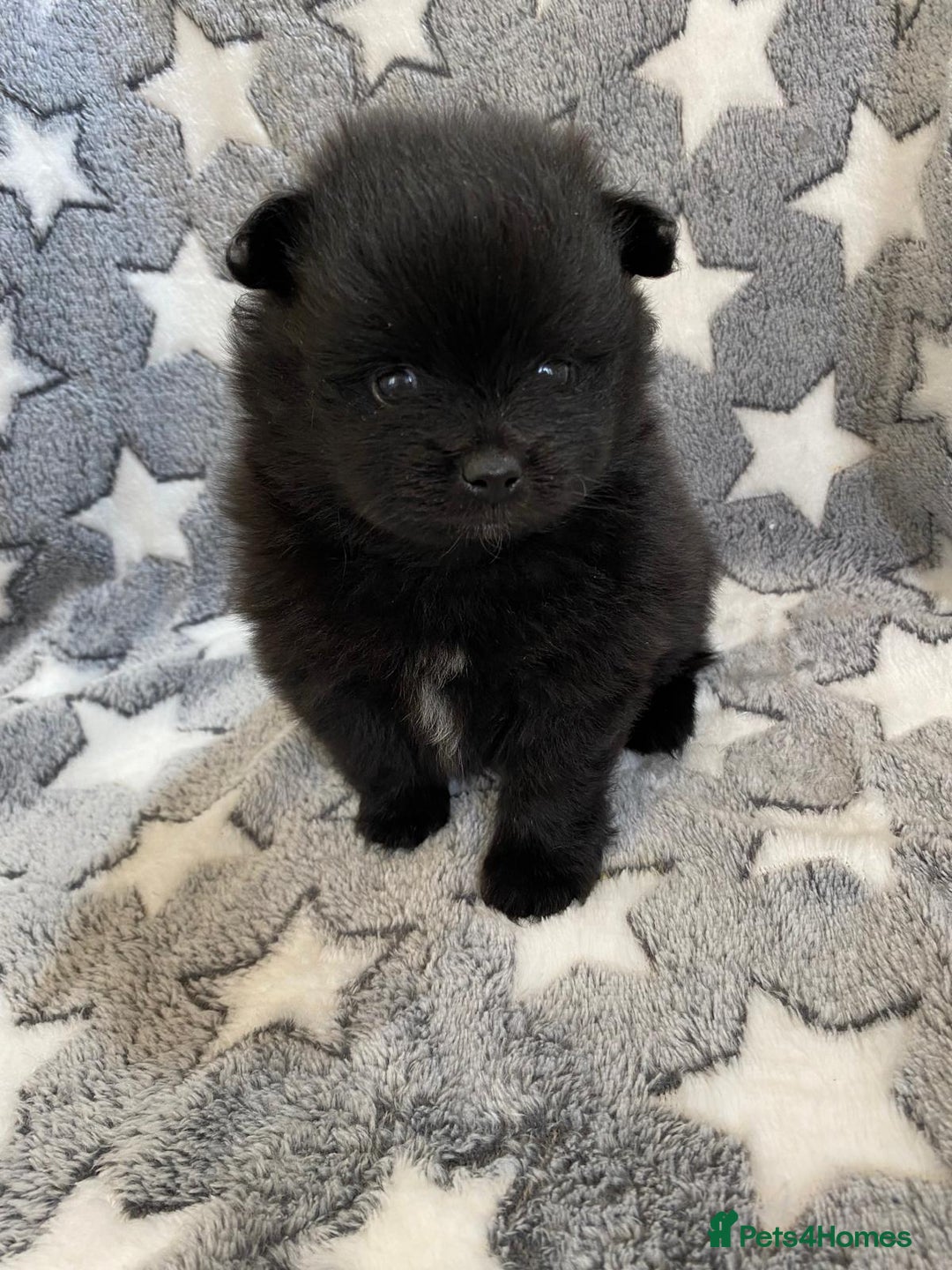 Pomeranian dogs for sale: Pomeranian puppies - Image 25