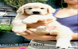 Golden Retriever dogs for sale: Exceptional KC Goldens- MULTI Champions Bloodline - Image 22