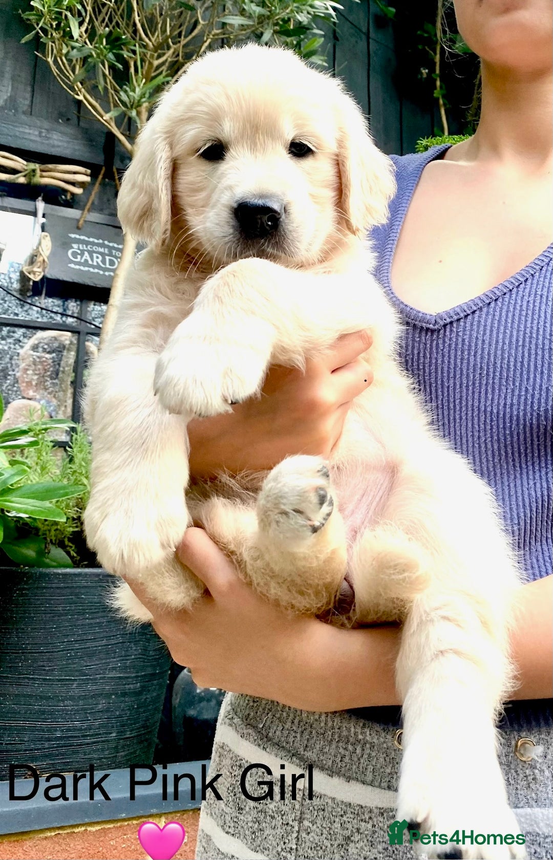 Golden Retriever dogs for sale: Exceptional KC Goldens- MULTI Champions Bloodline - Image 22