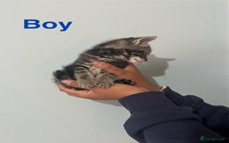 Mixed Breed cats for sale: 🐱 Gorgeous Kittens For Sale🐱 - Image 4