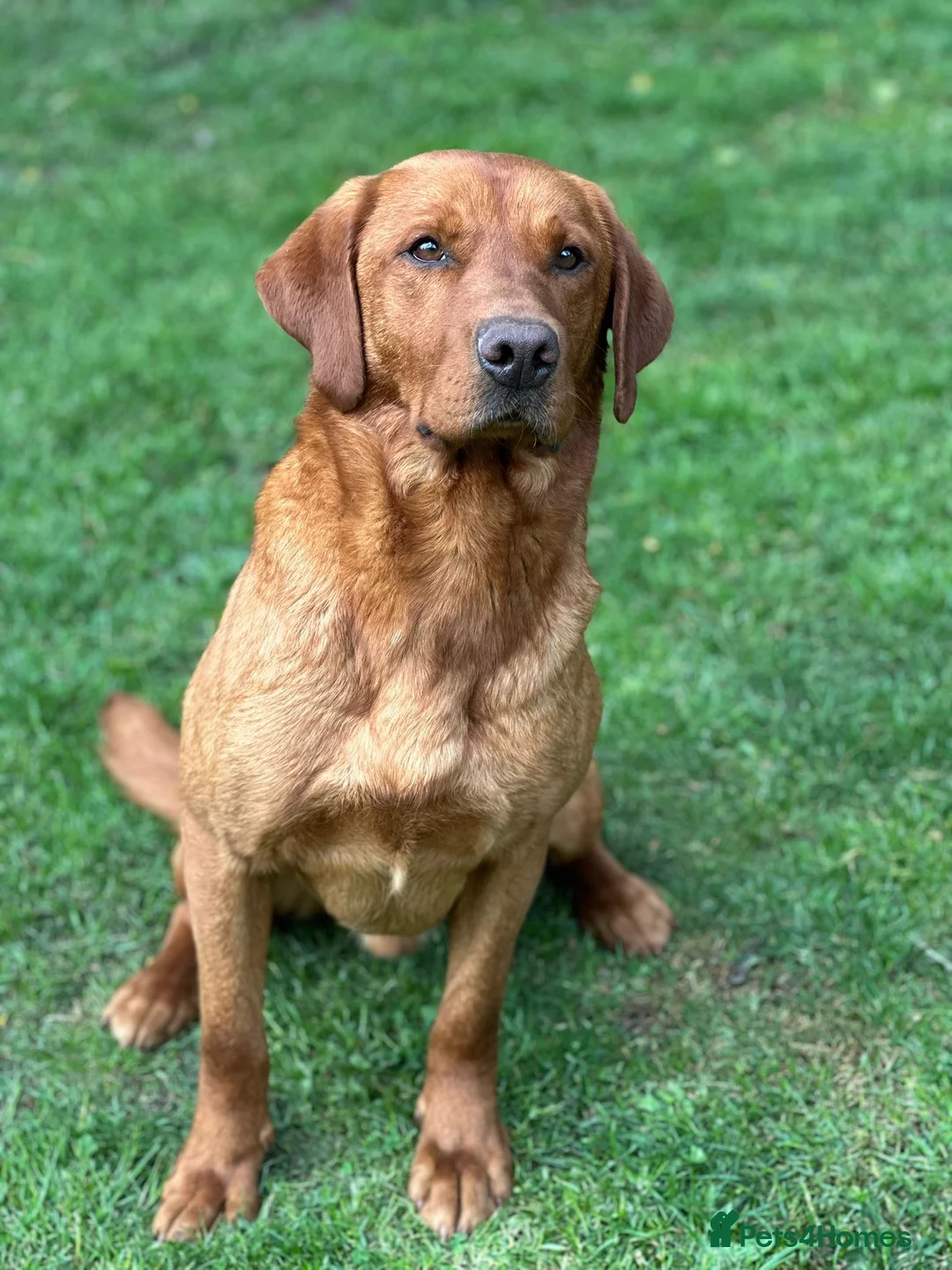 Labrador Retriever dogs for sale: 5* KC Reg Fully Health Tested Fox Red Labradors - Advert 22