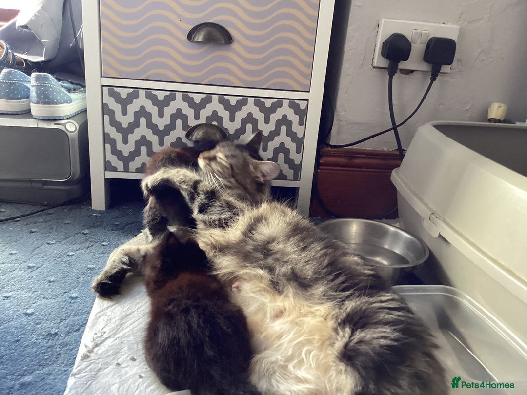 Ragdoll cats for sale: Beautiful Maine Coon, Tabby Cross kittens - Image 21