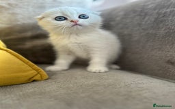 Scottish Fold cats for sale: LAST ONE - READY to LEAVE - PEDIGREE  - Image 9