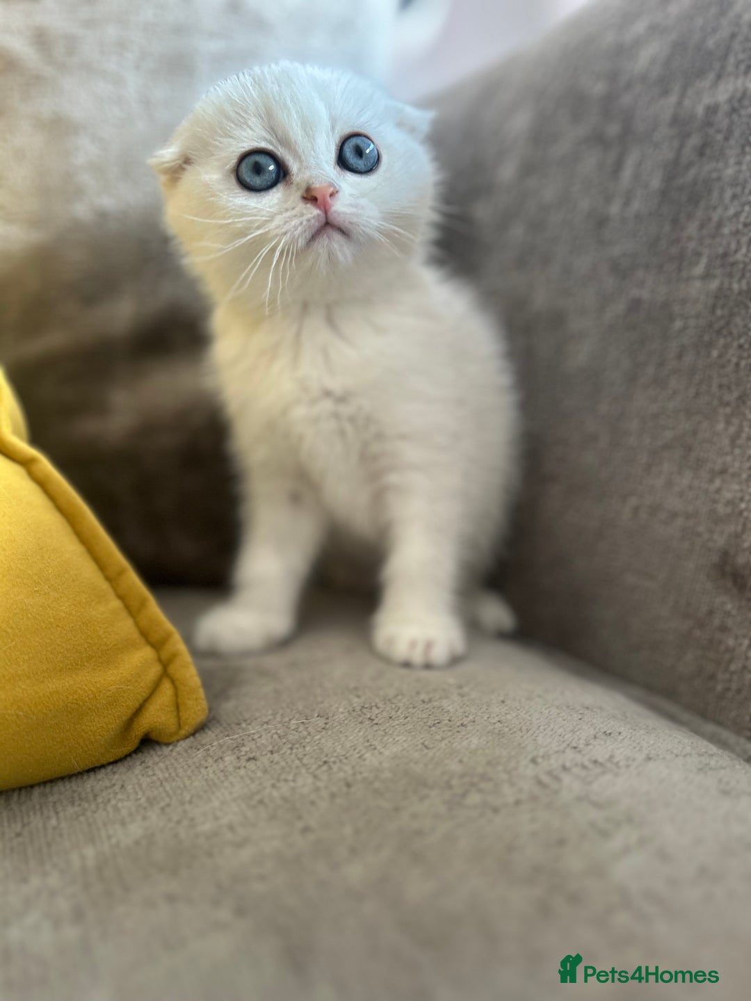Scottish Fold cats for sale: LAST ONE - READY to LEAVE - PEDIGREE  - Image 9