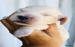 Miniature Dachshund dogs for sale: K.C Registered L/H Dachshund  - Image 4