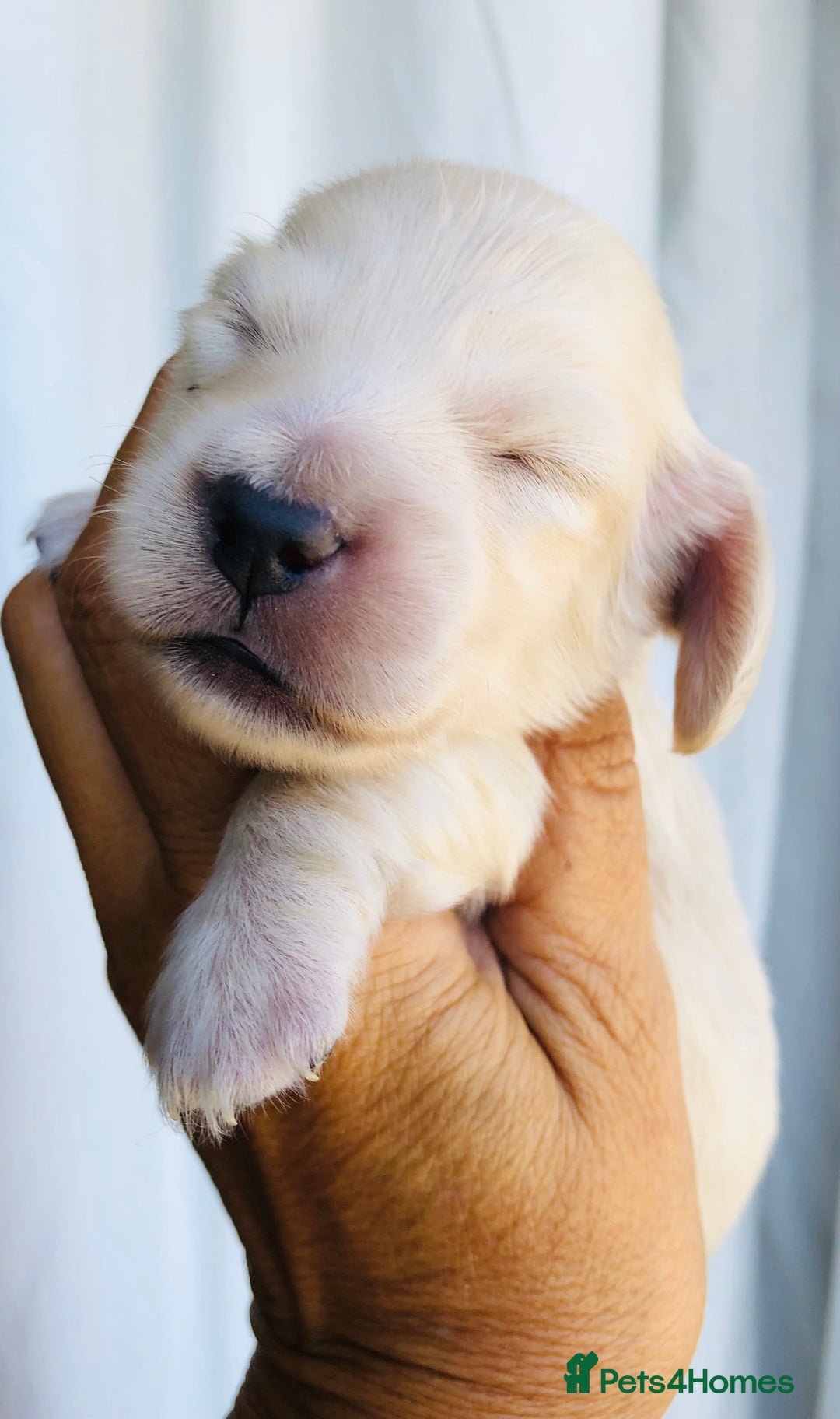 Miniature Dachshund dogs for sale: K.C Registered L/H Dachshund  - Image 4