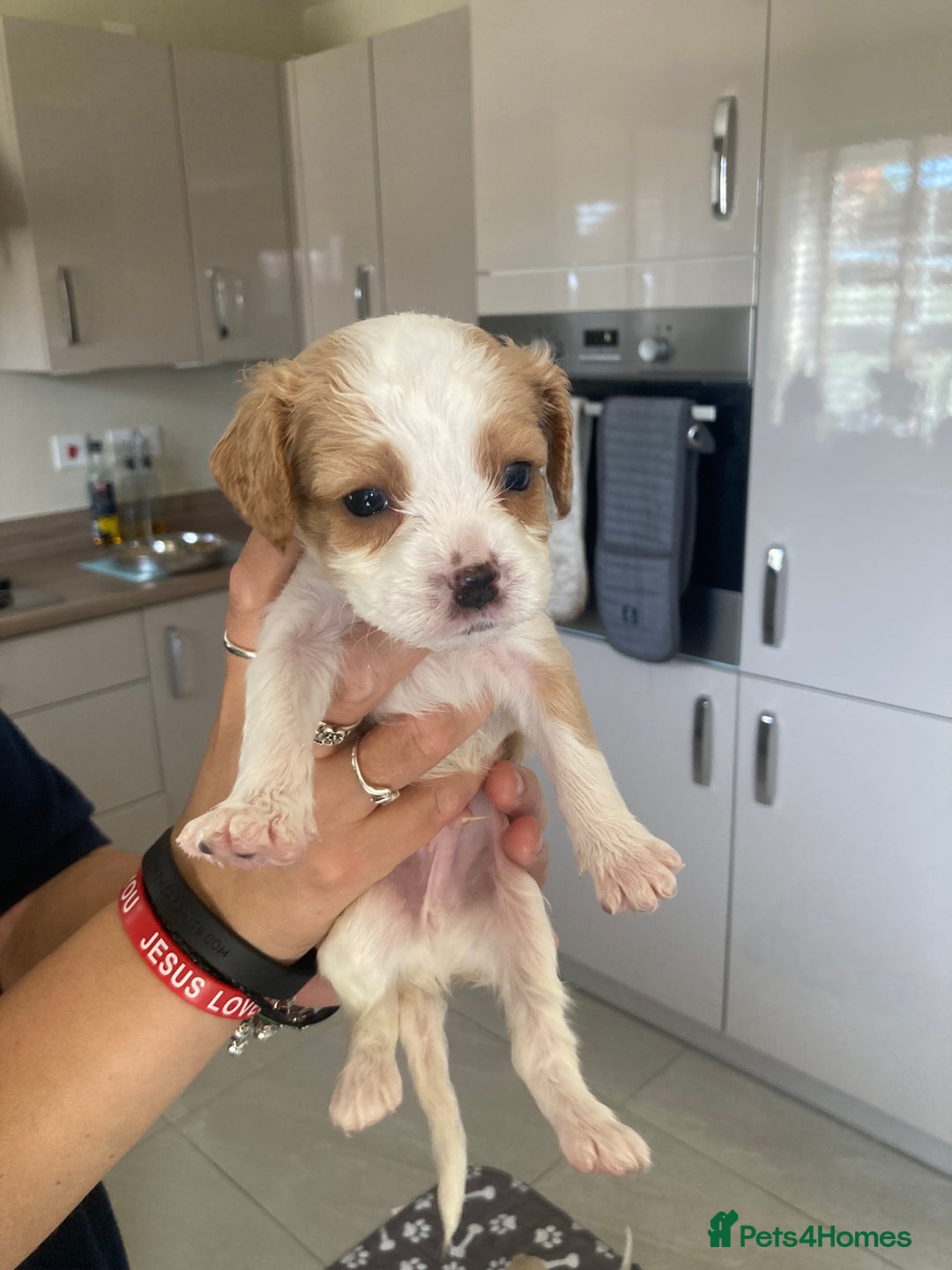 Cavachon dogs for sale: Cavalier King Charles x Cavachon - Image 21