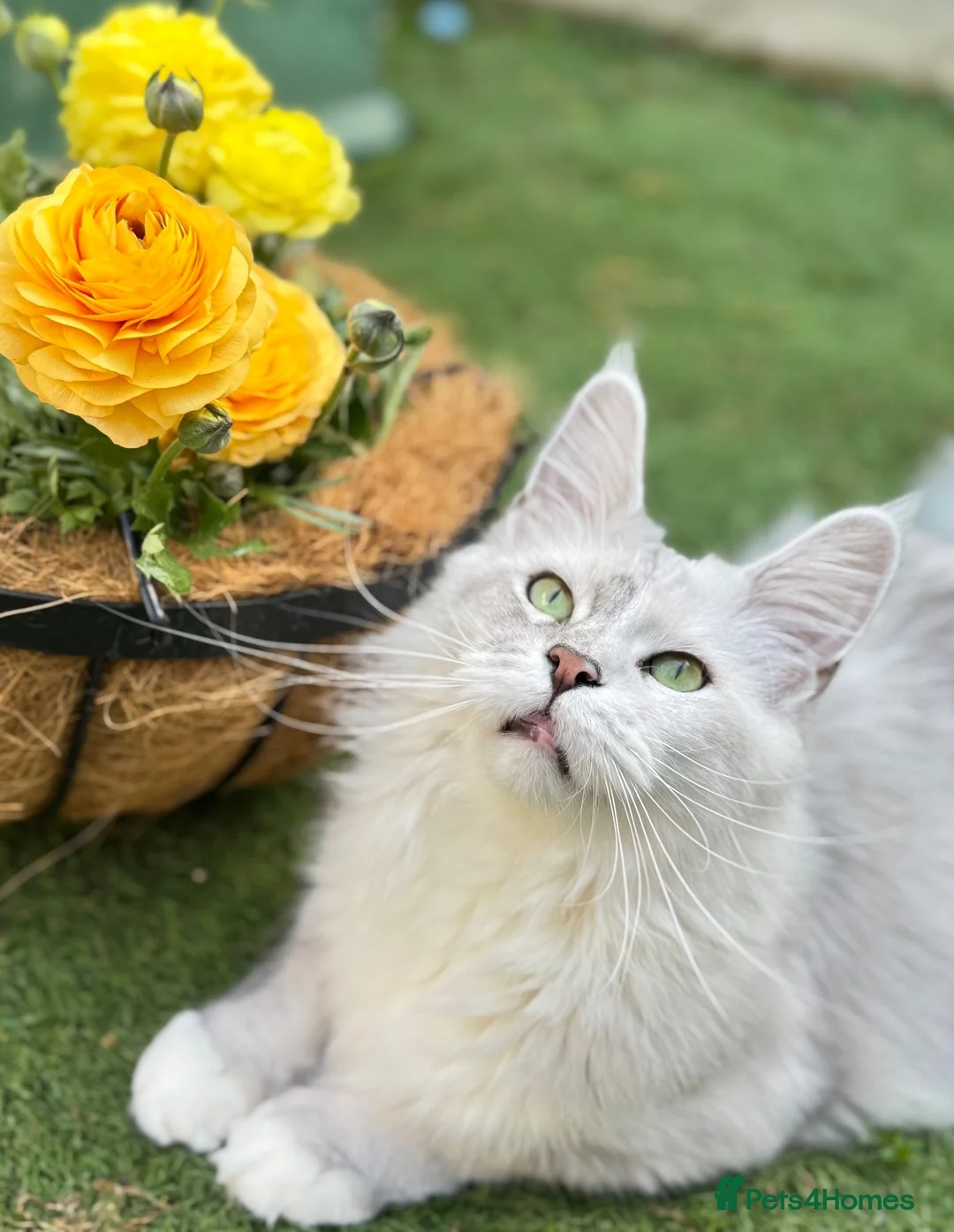 Maine Coon cats for sale: Polydactyl Maine Coon kittens - Advert 1