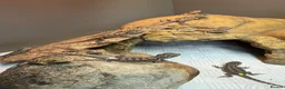 Bearded Dragon reptiles for sale: Baby bearded dragons - Advert 1