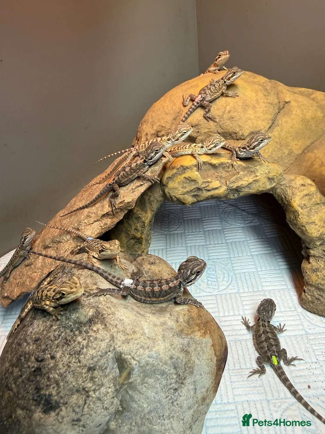 Bearded Dragon reptiles for sale: Baby bearded dragons - Advert 1